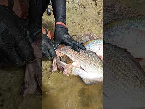 IBANG KLASENG ISDA TO