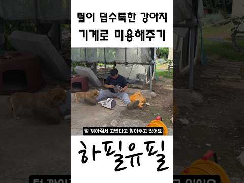 털이 덥수룩한 시골강아지 미용해주기