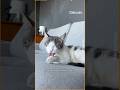 Understanding Cat Behavior and Healing