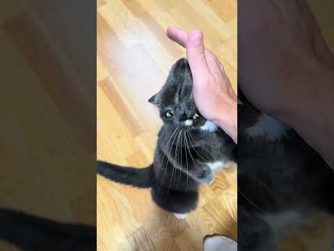 Sie liebt dich mehr als du denkst! CatInfo #katze #catsofyoutube #cat