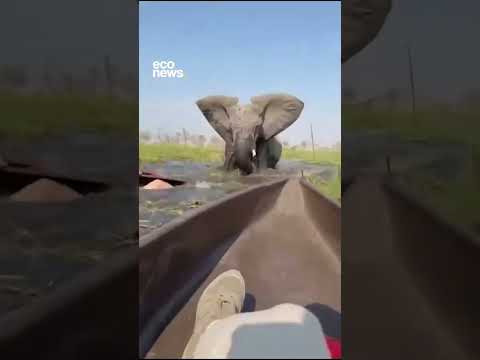 🌍 Un recorrido en canoa por el Delta del Okavango, en Botswana, terminó en un gran susto: una elefa