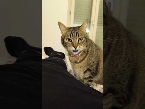 The smell is so strong 🤢🤮#cat #funny #fyp #happy #funnyvideos 😂 #foryou #love #cute #ytshorts