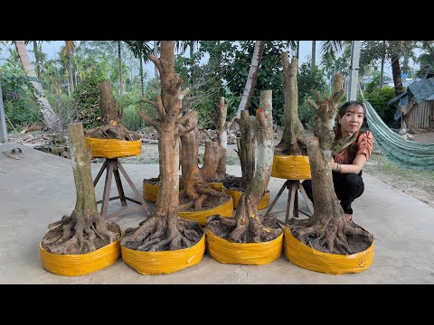 PHÔI MAI VÀNG PHỤNG ngày 14/1/2025 (#0367863991 PHỤNG) MAI VÀNG PHỤNG -  @bonsai Can Tho