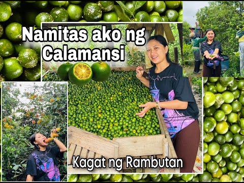 Namitas ako ng Kalamansi at Rambutan😱