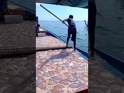 Jelly Fish 😯🔥 #shorts #malayalam #shortsviral #viral #travel #exploreindia #jellyfish