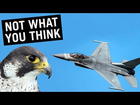 How to Avoid Bird Strikes #shorts