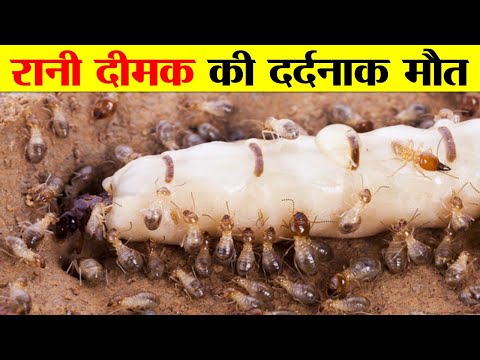 दीमक अपनी ही रानी को मौत के घाट क्यों उतार देते हैं ?