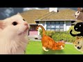 Understanding the Video Transcript