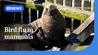 YouTube video thumbnail: Australia Records First Case of Bird flu in a Mammal 