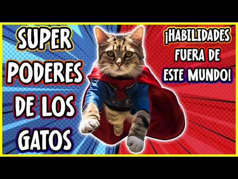 ¡Los GATOS Tienen SUPER PODERES! Descubre Sus SECRETOS Ocultos! - SiamCatChannel