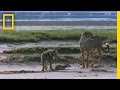 Cheetah Cub Training and Hunting Skills