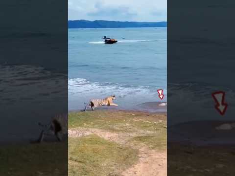 a tiger hunts turtles on the beach