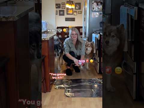 Will My Dogs Walk On Tinfoil?!😅 #dogs #dogshorts #funny #challenge #funnydogs #shortsfeed #lol #pup