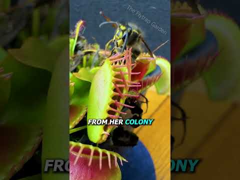 Queen Wasp vs Venus Flytrap