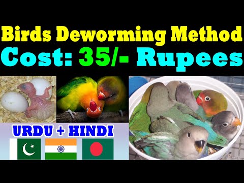 Birds Deworming Process | New Safe Method of Deworming at Home | Deworm Birds Low Cost #deworming