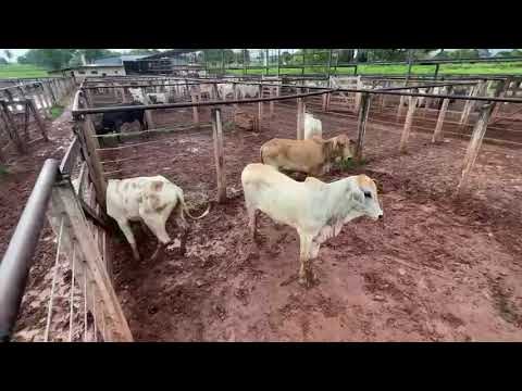 LOTE 39