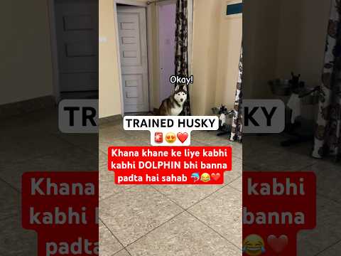 HUSKY became DOLPHIN for FOOD 🐬😂🚨 #funnyhusky #doglovers #traineddog #funny