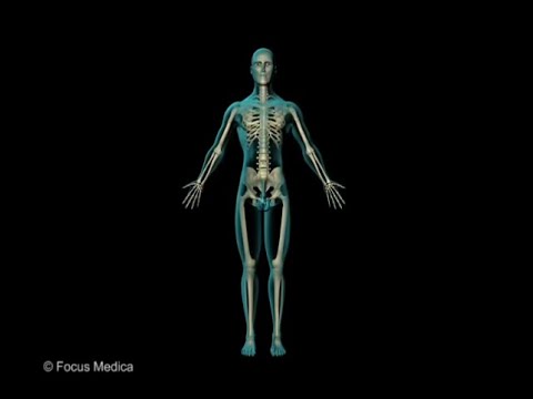 Skeletal and Muscular System - 骨骼和肌肉系統 - Junior Atlas - Chinese - YouTube