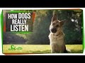 Understanding Dogs and Pufferfish
