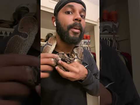 snake bites my neck part 1 #ballpython #snakebite