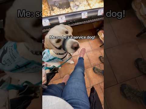 Man tryโs to pick up my service dogs paw! #servicedog #dogtraining #sdit #dog #youtubeshorts #shorts