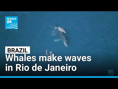 YouTube video thumbnail: Brazil: Whales Make Waves in Rio de Janeiro