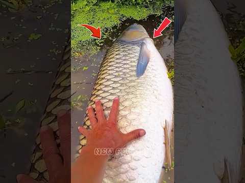 ভয়ংকর একটি মাছ পেলো ছেলেটি Big fish #fishing #viralvideo #viralshort #viralreels #trending #new