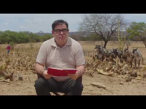 PRIMEIRO ENSAIO DO PASTEJO NA PALMA DA FAZENDA CARNAÚBA