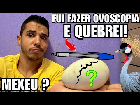 Fui fazer ovoscopia e acabei QUEBRANDO o ovo de Grou Coroado | Aves Recriar