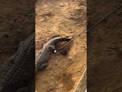 Crocodile egg. #shorts #facts
