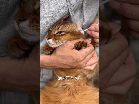 猫の耳掃除したら〇〇がつまってた