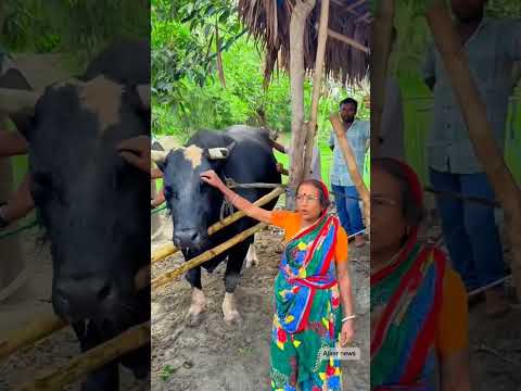 কৃষকের গোয়ালে ৪৩ মণ ওজনের ঠান্ডা ভোলা #shorts #cow #youtubeshorts #ytshorts #shortvideo #short