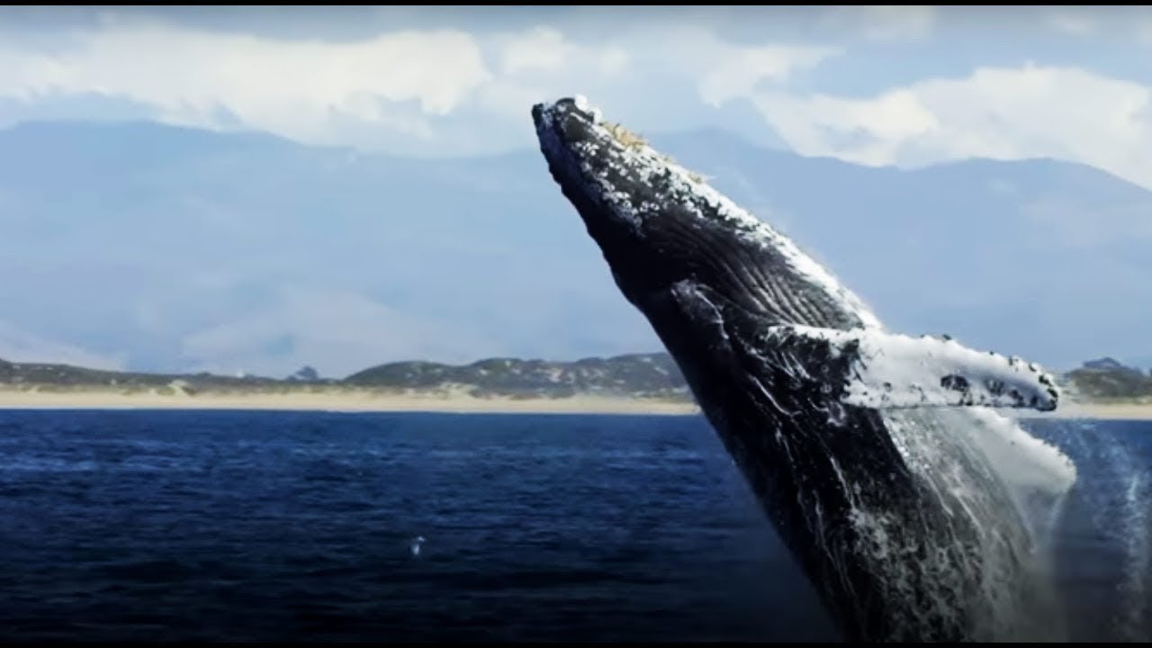 The Future Of The Oceans Blue Planet II