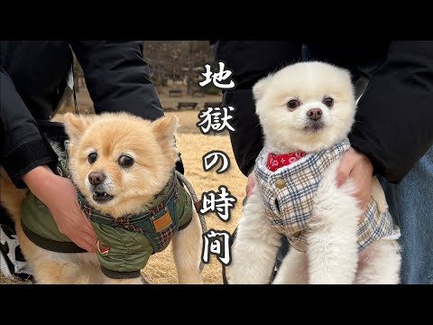 犬見知り全開で疲れ切った愛犬がこうなりました…