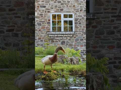 Why we keep ducks in our garden 🦆🌈