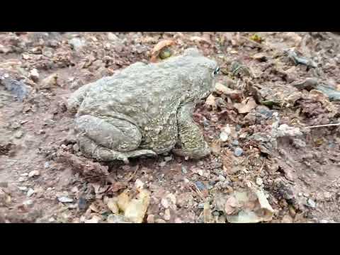 Sapo Corredor, Nuestra fauna ibérica