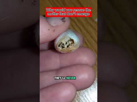 I'll forever rescue these little goobers from their cocoons #silkcocoon #silkmothcocoon #silkmoth