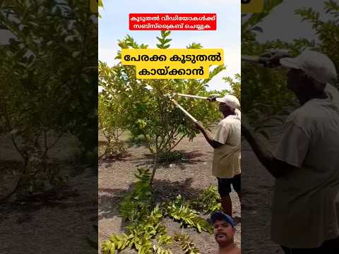 പേരക്ക കൂടുതൽ കായ്ക്കാൻ #garden #fruit #food #garden #farming #tools #profit #production #youtube