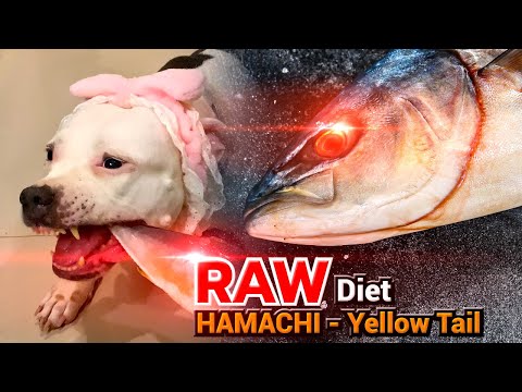 🐄🐶Omega3 ULTIMATE: If your dog refuse to eat a Whole RAW FISH: HAMACHI 🇯🇵🐟? [ASMR]  EP.47 of 2025