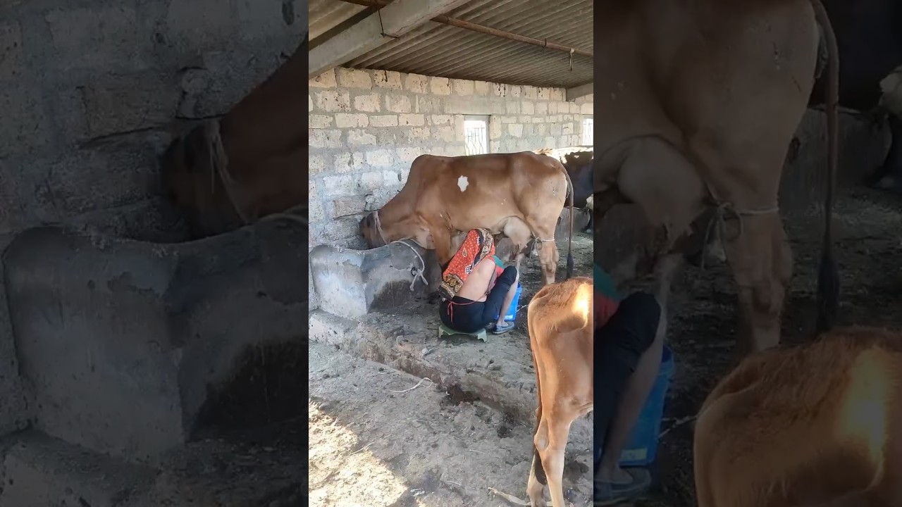 Order Video