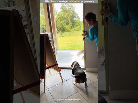 Even the dog became a lion in front of the owner #shorts #facts #viralshorts #shortsfeed #ytshorts