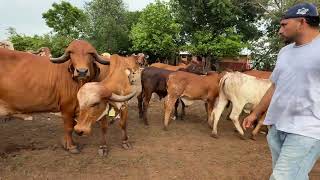 Mira como recibieron las vacas las 2 que trajimos 