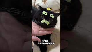 【#一只黑糖啵啵】黑猫爱隐身的难题这下给我破解了! #黑猫#隐身#丝涟床垫
