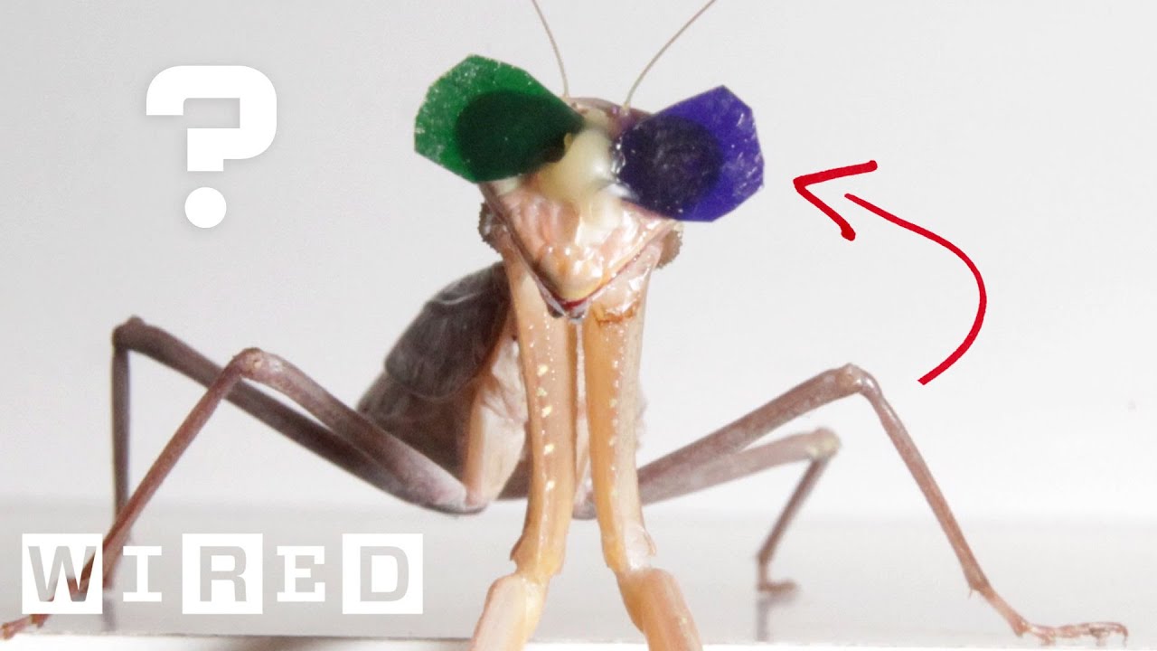 Why Are Praying Mantises Wearing 3D Glasses?