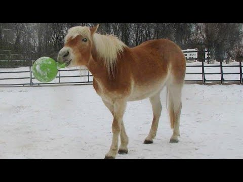 Best funniest horses of the week - Funny And Cute horses Video Compilation 2025🐴#24