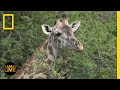 Cheetah Behavior and Conservation Issues