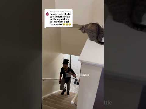 You’ve never seen a cat do this