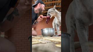 No food aggression)) #animals #cat #braige #bigcat #shorts