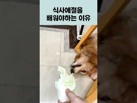 그러게 똑바로 앉아서 먹으라고했지! #리트리버 #funnydog