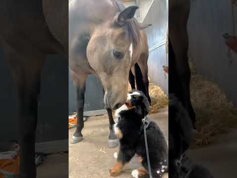 Dogs and horses are best friends #fyp #dog #fypシ #foryoupage❤️❤️ #love